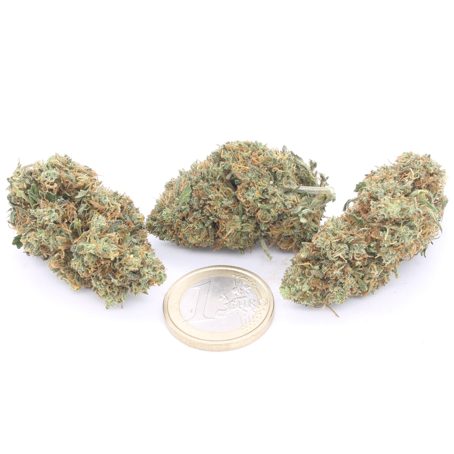 Orange Bud