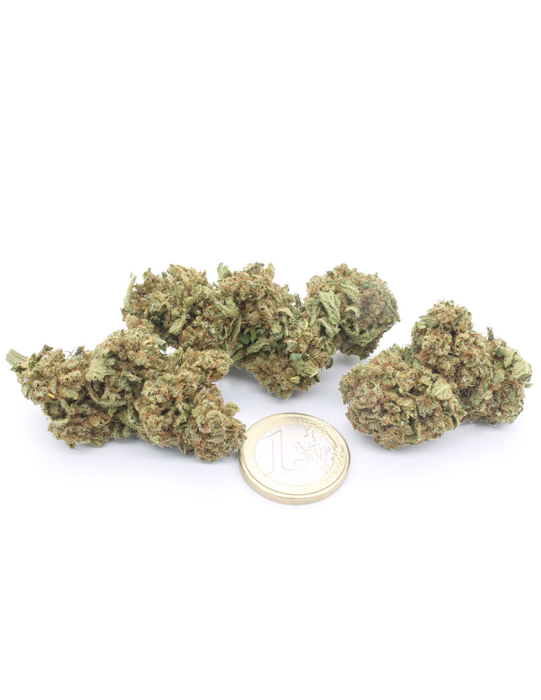 Orange Bud