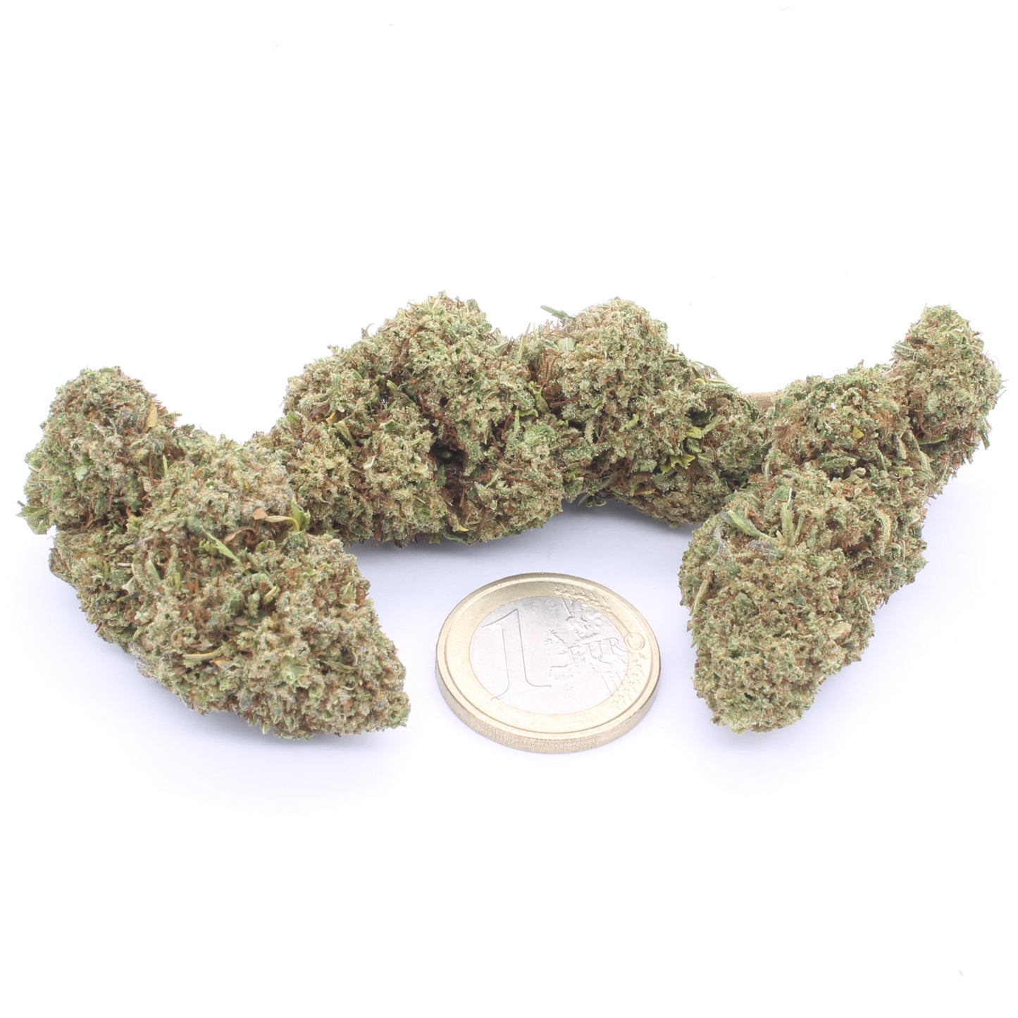 Orange Bud