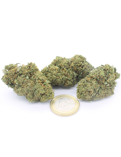 Orange Bud