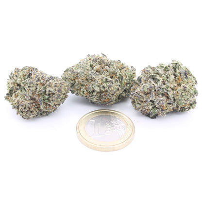 Zkittlez Indoor